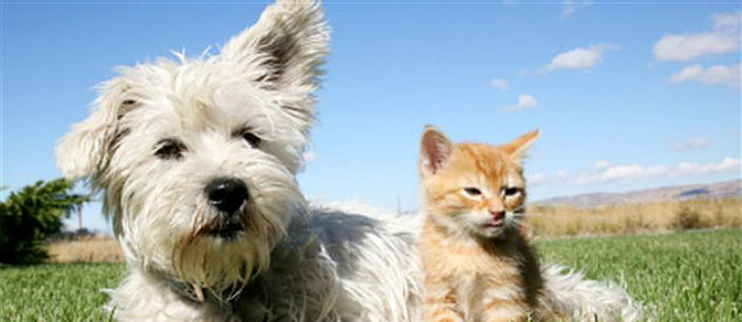 bandeau_chien_chat